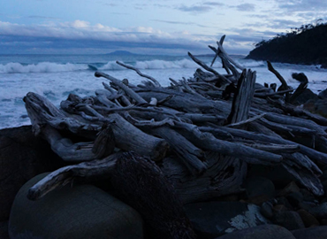 driftwood