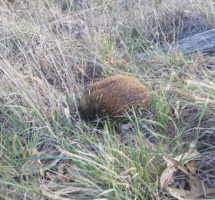 Local Echidna