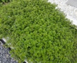 thyme